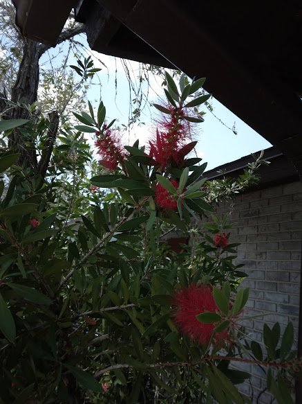 20 Red Bottle Brush Tree Seeds