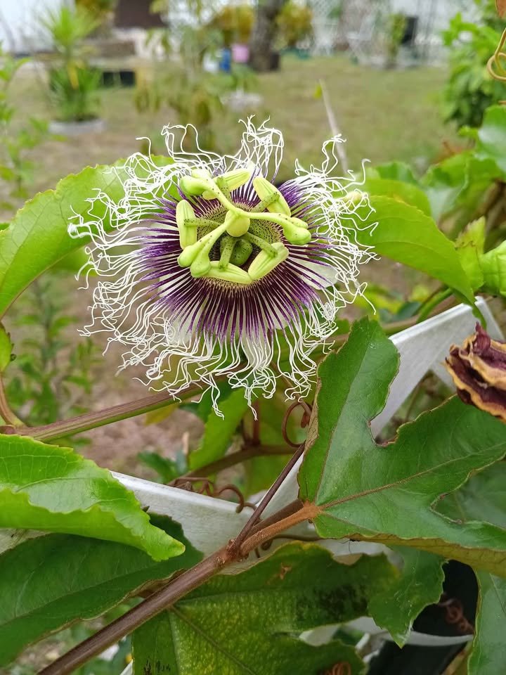 20 White Purple Possum Passion Flower Fruit Vine Seeds