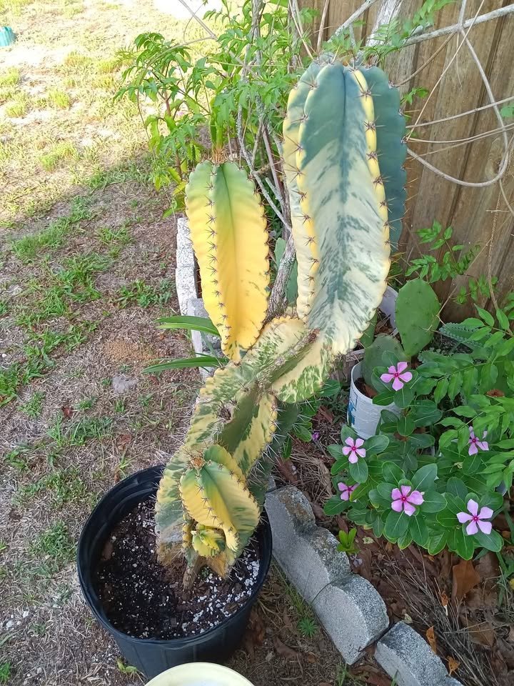 20 Variegated Peruvian Apple Cactus SEEDS