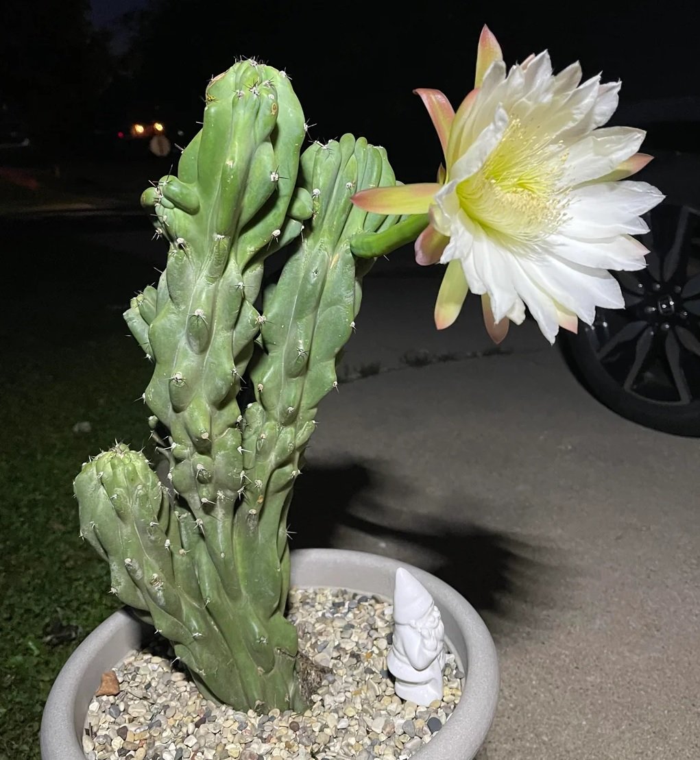 30 Monstrose Peruvian Apple Cactus Seeds